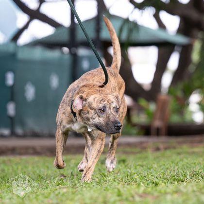 Enlarge Bindie, a Adoptable mixed breed in Honolulu, HI image 1/3