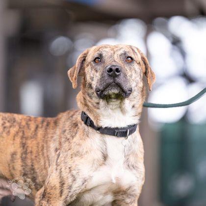 Enlarge Bindie, a Adoptable mixed breed in Honolulu, HI image 2/3