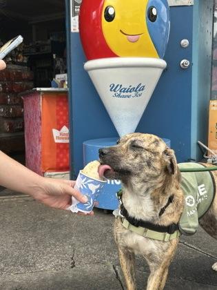 Enlarge Bindie, a Adoptable mixed breed in Honolulu, HI image 3/3