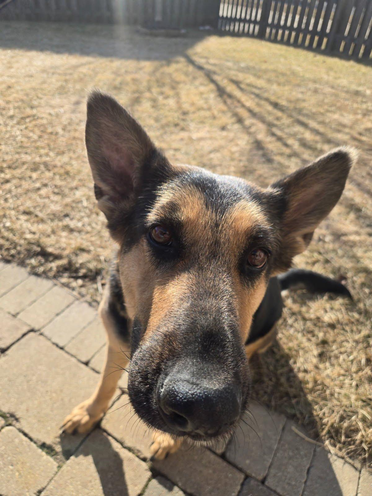 Enlarge Loki, a ADOPTABLE mixed breed in Oswego, IL image 3/4