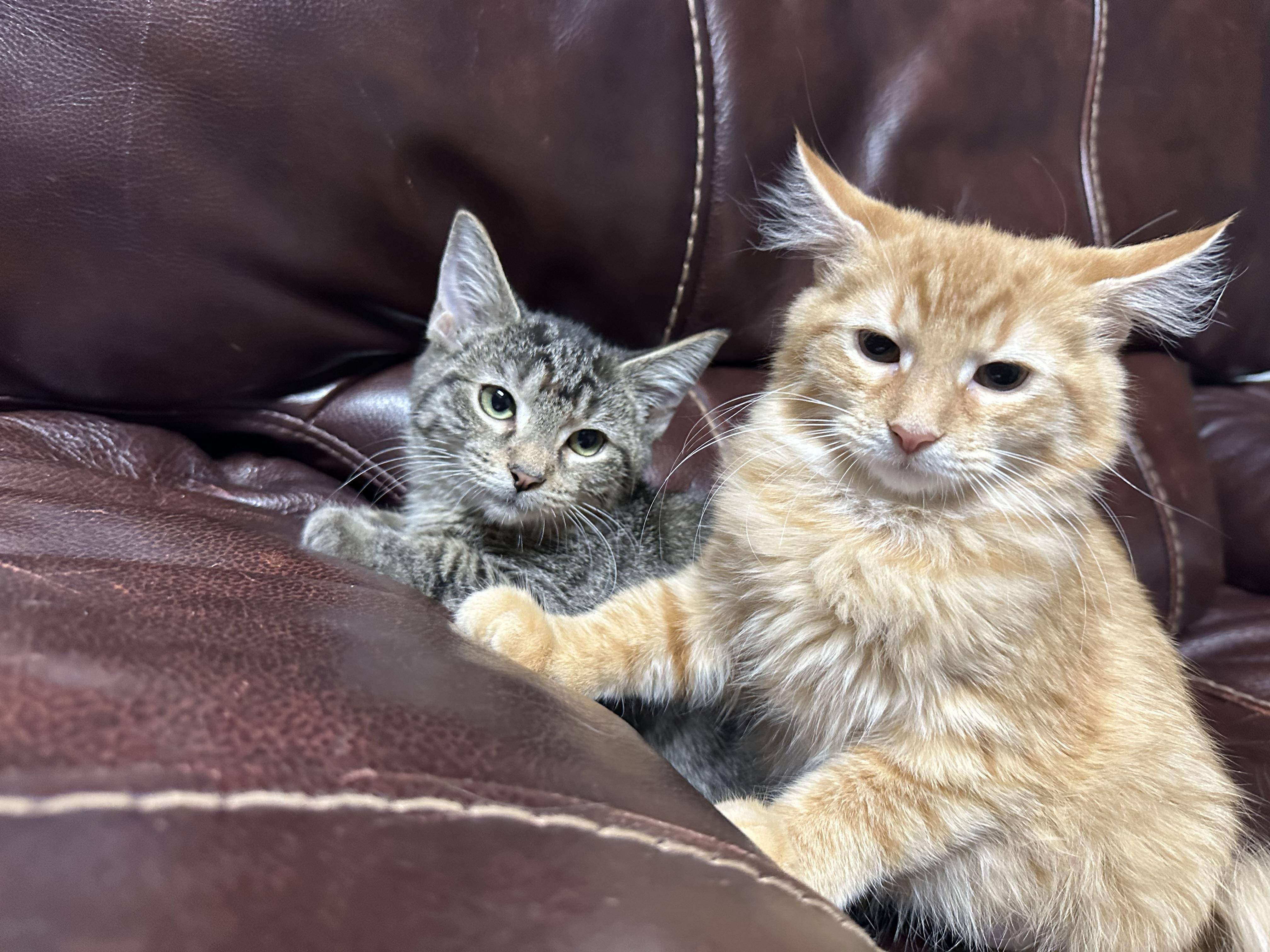 Enlarge PINKY & THE BRAIN, a Adoptable mixed breed in Portland, ME image 6/6