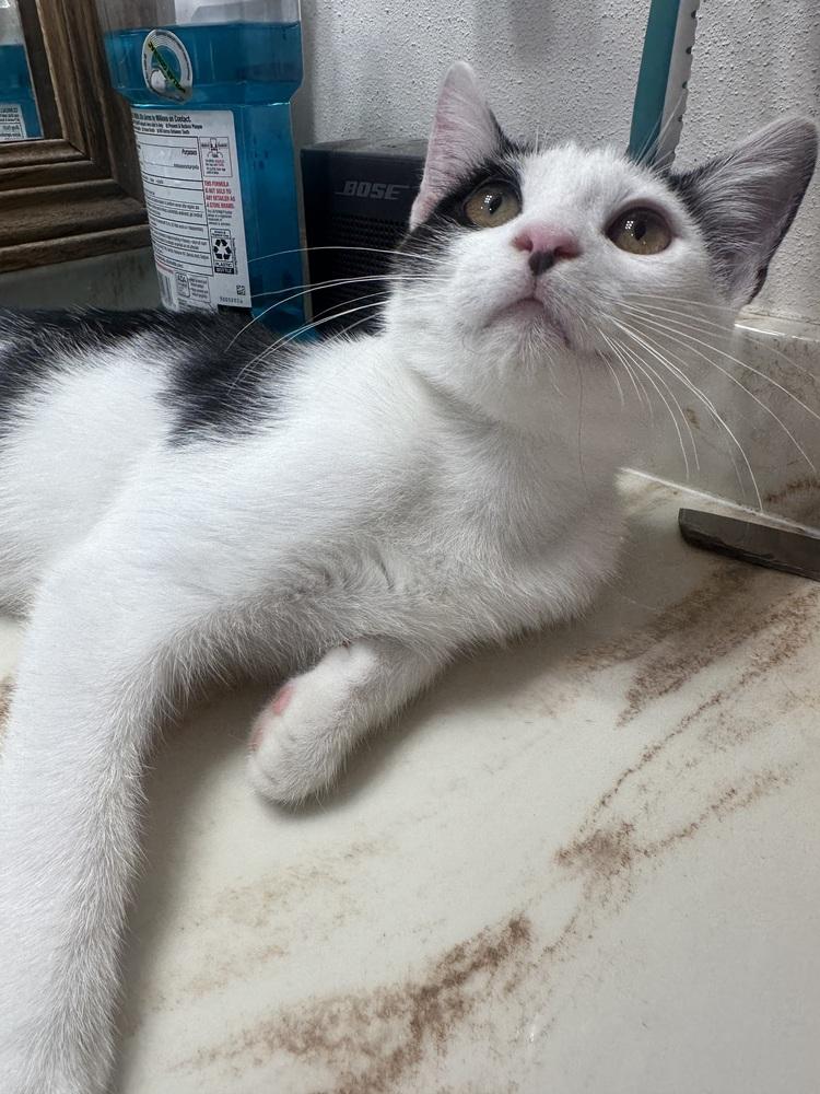 Enlarge Jazzy Jeff, a Adoptable Domestic Short Hair in Albany, WI image 1/6