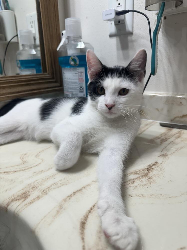 Enlarge Jazzy Jeff, a Adoptable Domestic Short Hair in Albany, WI image 2/6