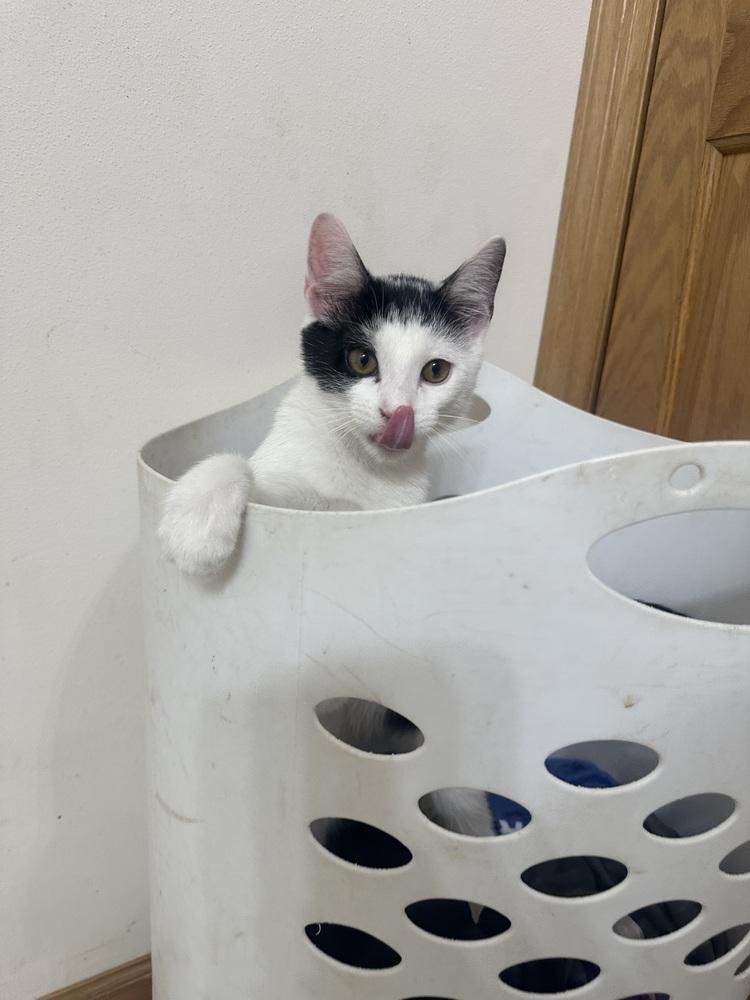Enlarge Jazzy Jeff, a Adoptable Domestic Short Hair in Albany, WI image 3/6