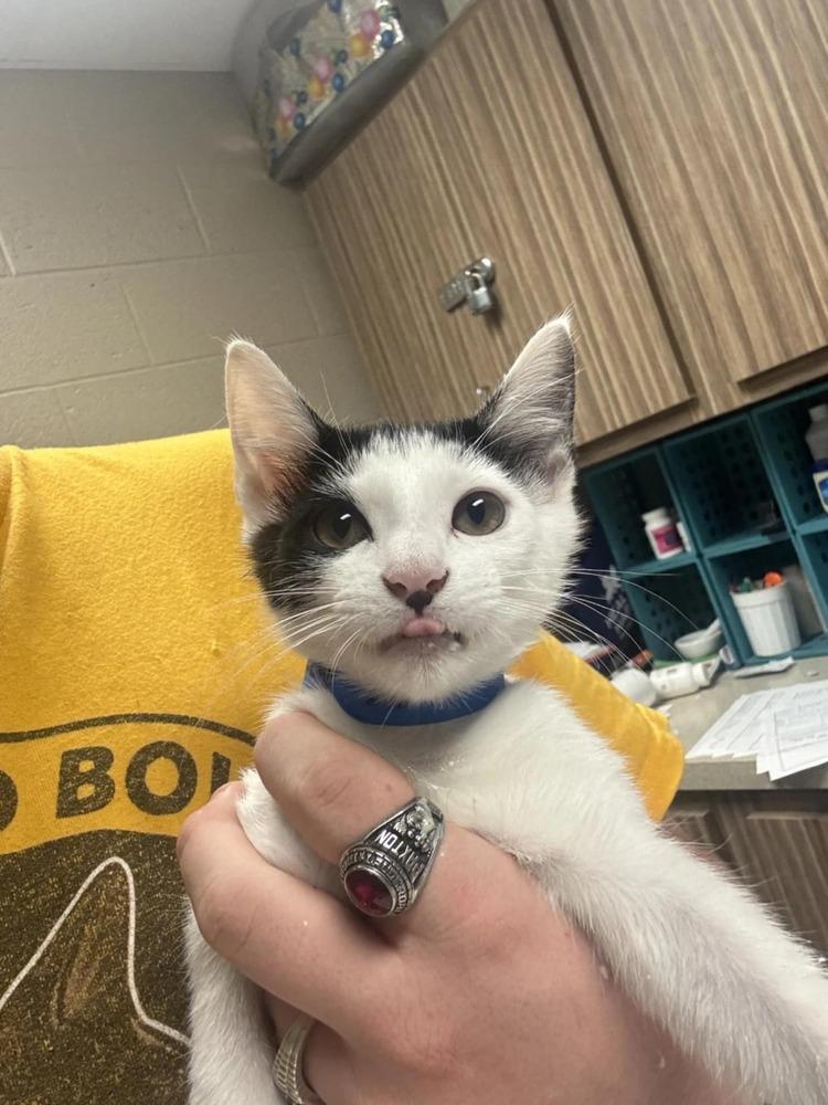 Enlarge Jazzy Jeff, a Adoptable Domestic Short Hair in Albany, WI image 4/6