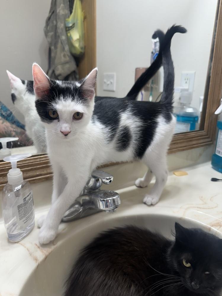 Enlarge Jazzy Jeff, a Adoptable Domestic Short Hair in Albany, WI image 5/6