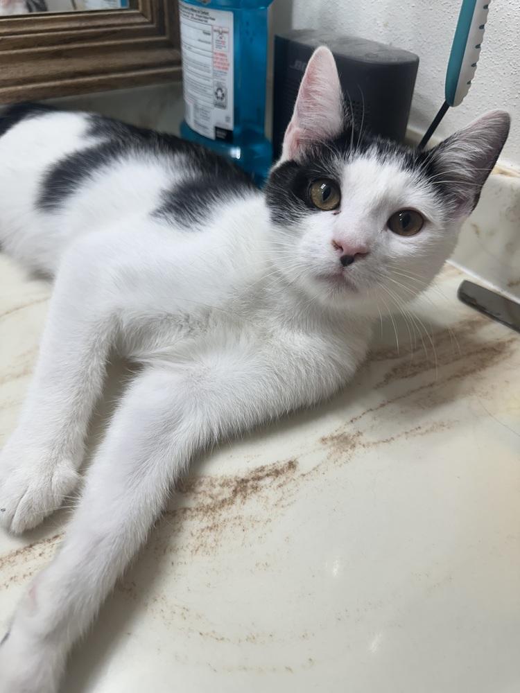 Enlarge Jazzy Jeff, a Adoptable Domestic Short Hair in Albany, WI image 6/6