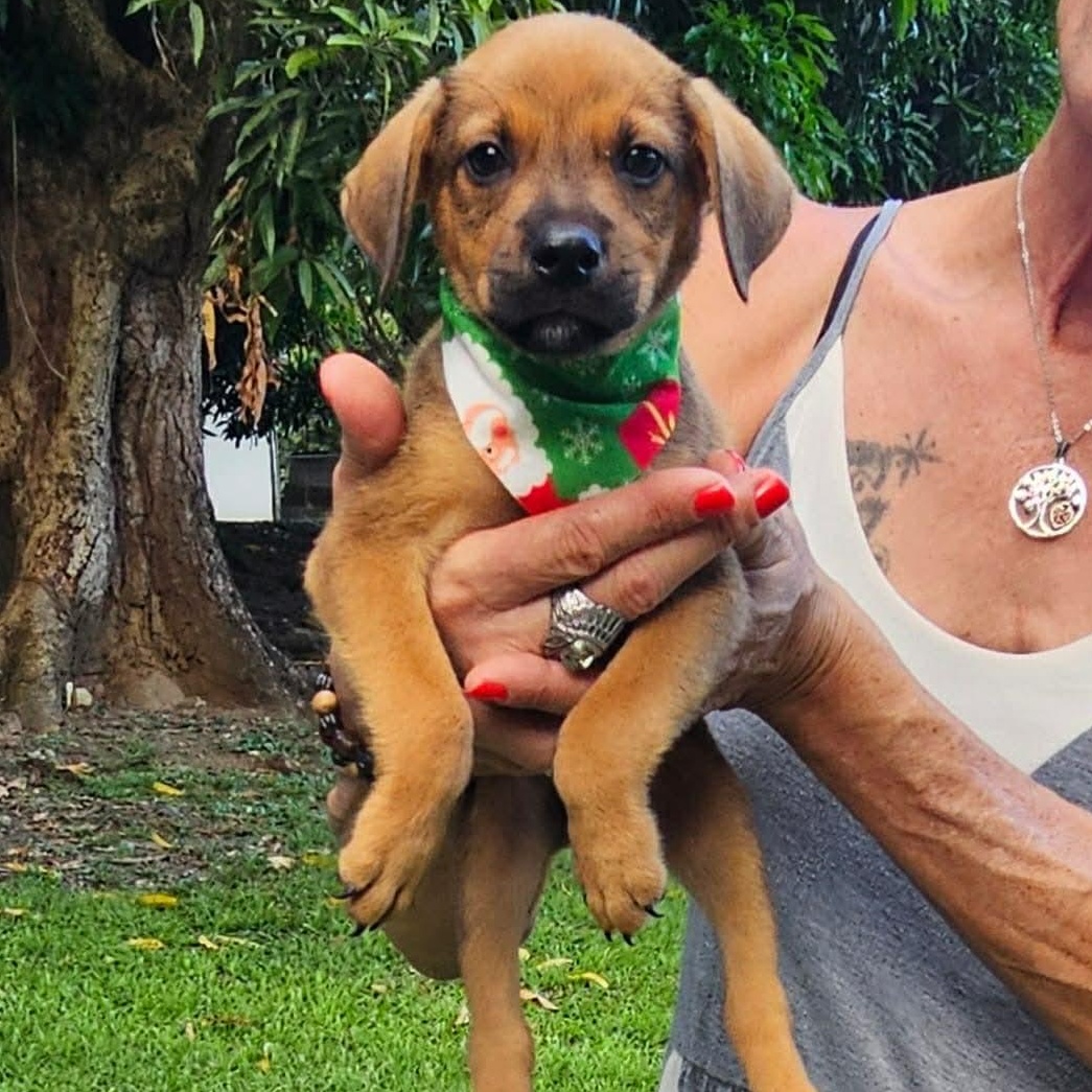 Jax (Hopeful Heart Sherpards)