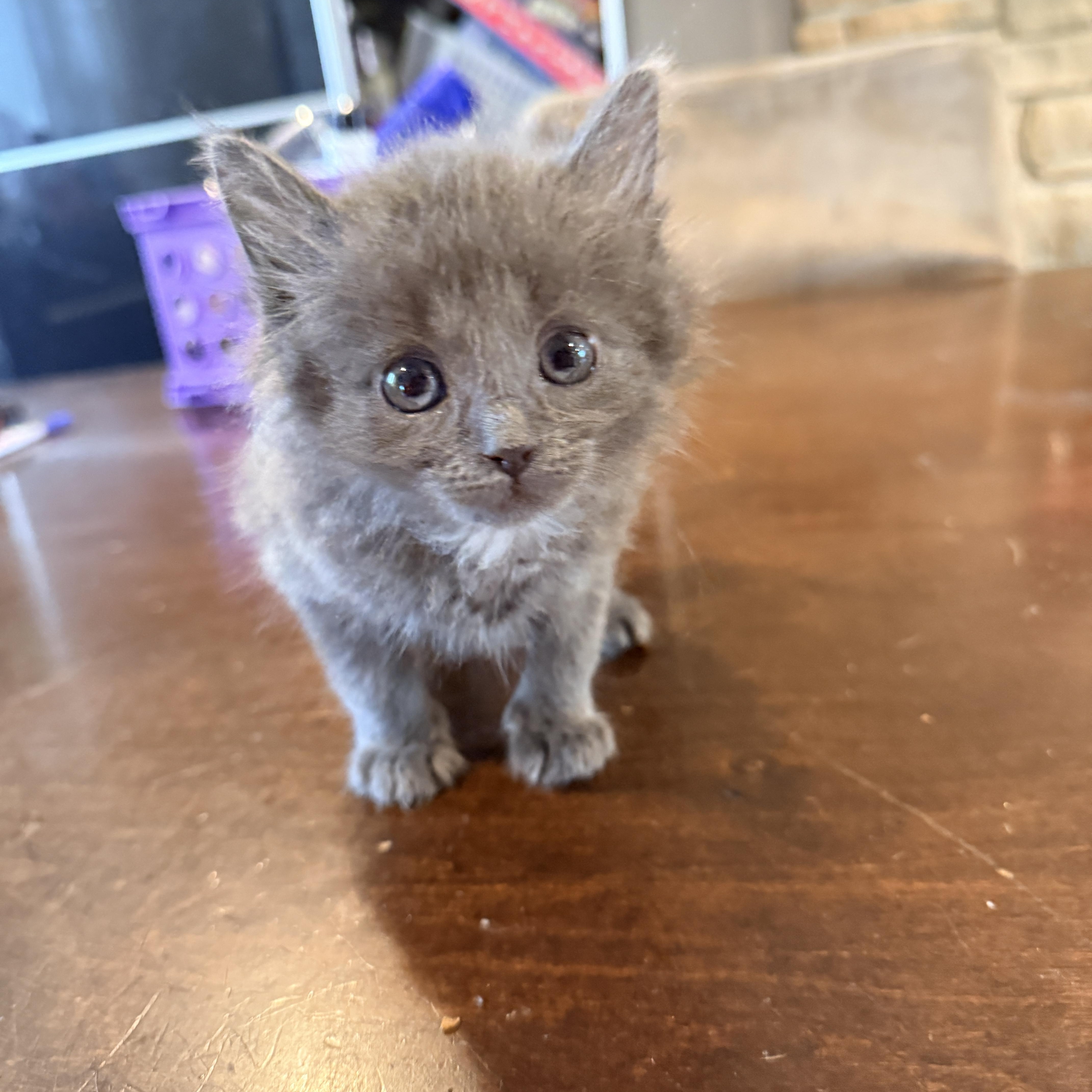 Enlarge Kuro, an adopted Domestic Medium Hair in Columbia, MD image 4/4