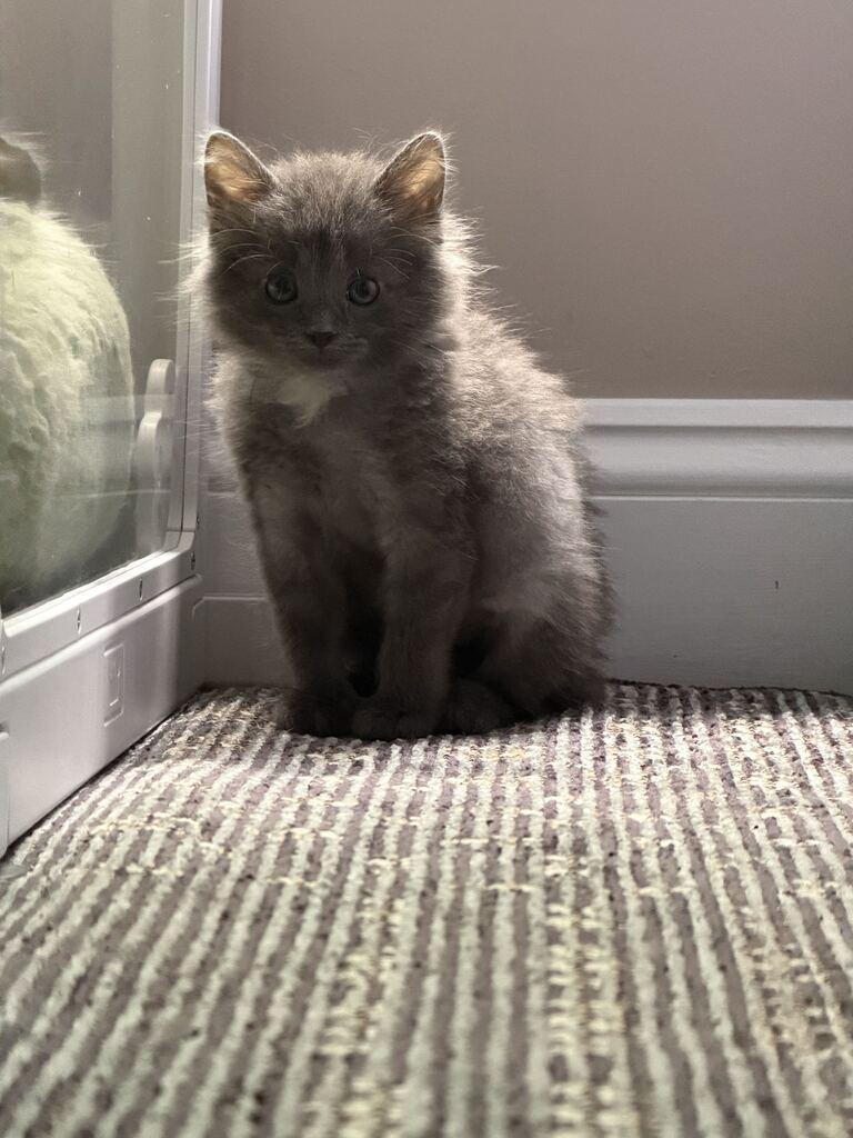 Enlarge Kuro, an adopted Domestic Medium Hair in Columbia, MD image 2/4