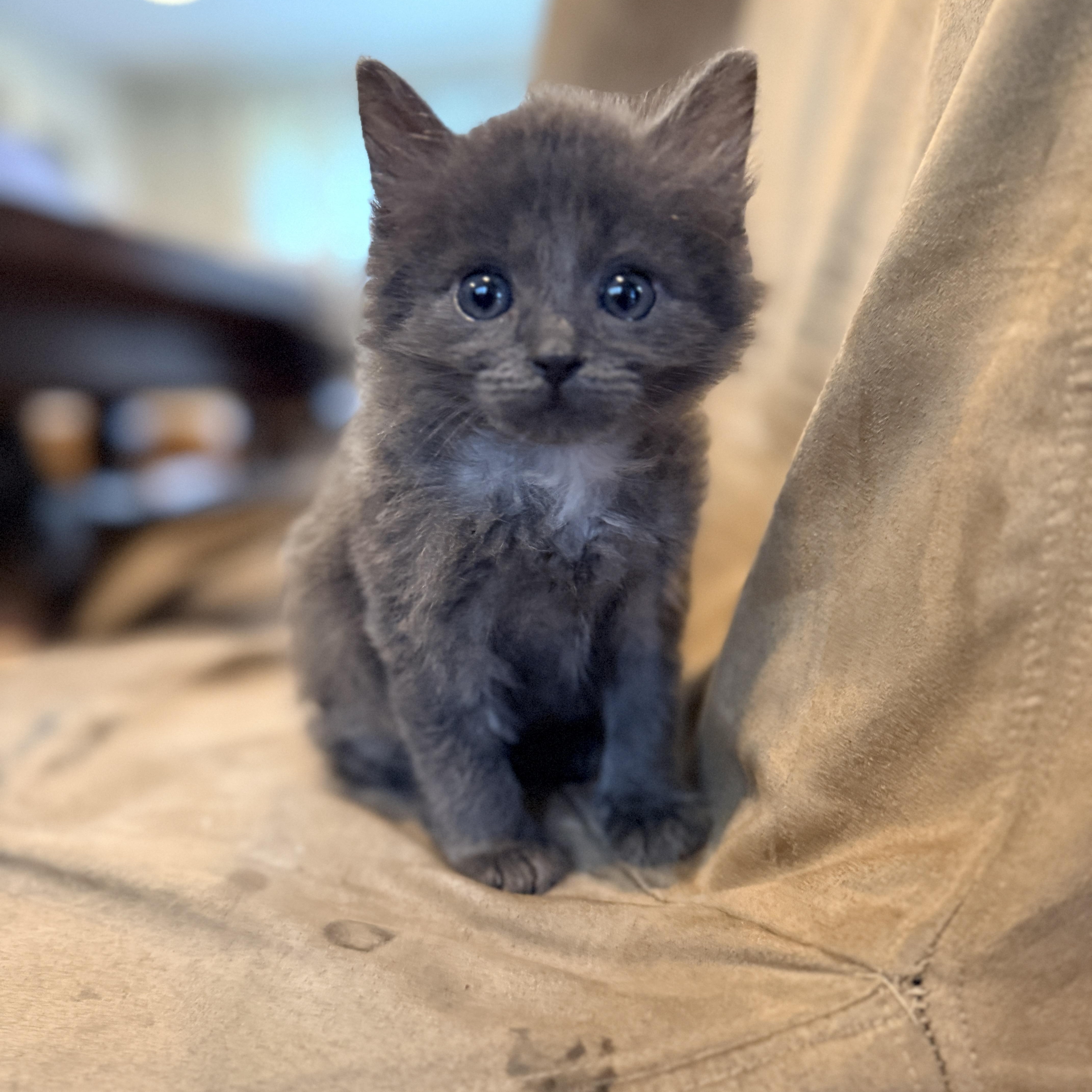 Kuro, adopted, Kitten Male Domestic Medium Hair.