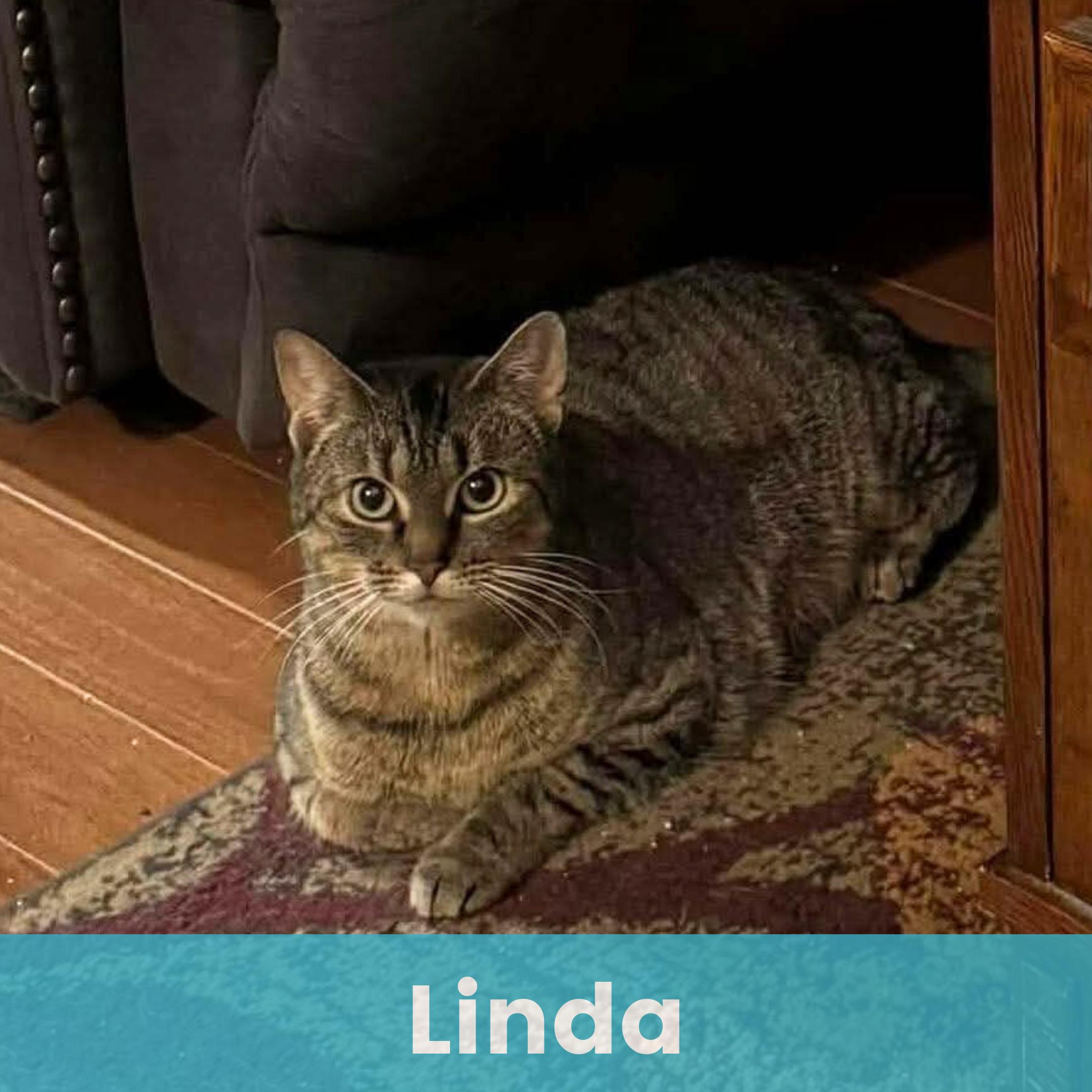 Linda, ADOPTABLE, Young Female Domestic Short Hair.