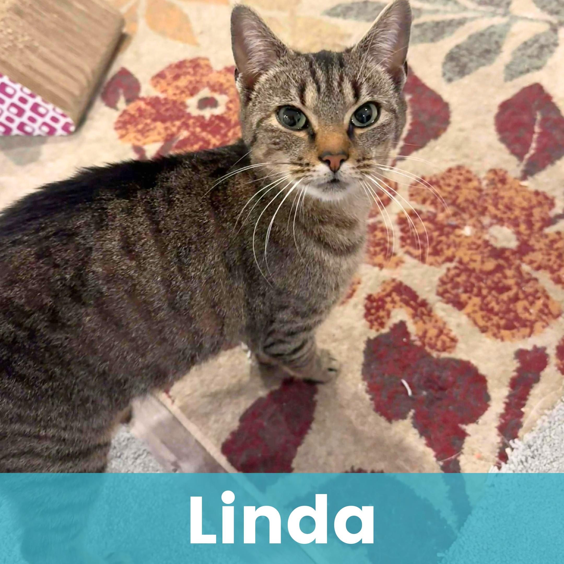 Enlarge Linda, a ADOPTABLE Domestic Short Hair in Rochester , NY image 1/6