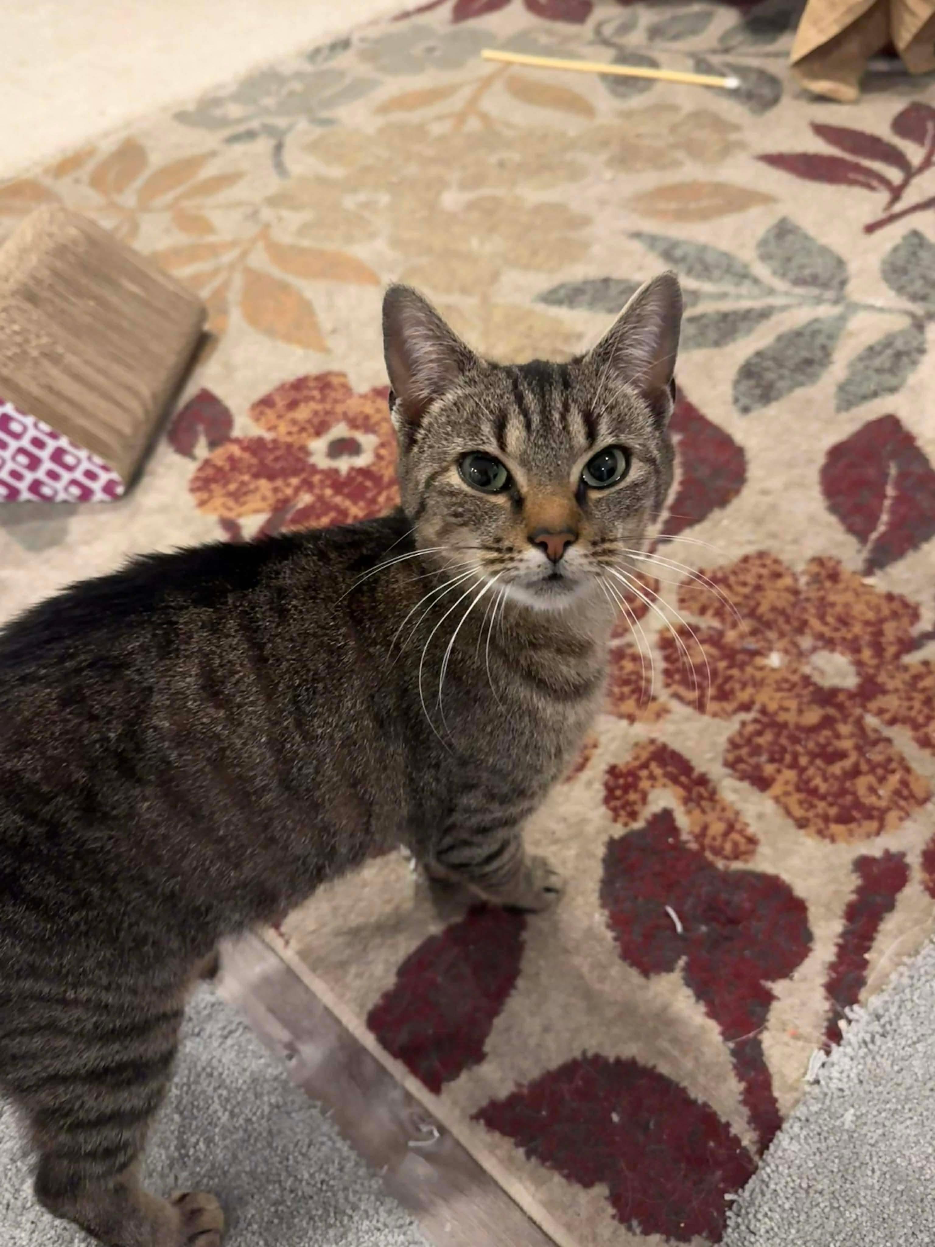 Enlarge Linda, a ADOPTABLE Domestic Short Hair in Rochester , NY image 6/6