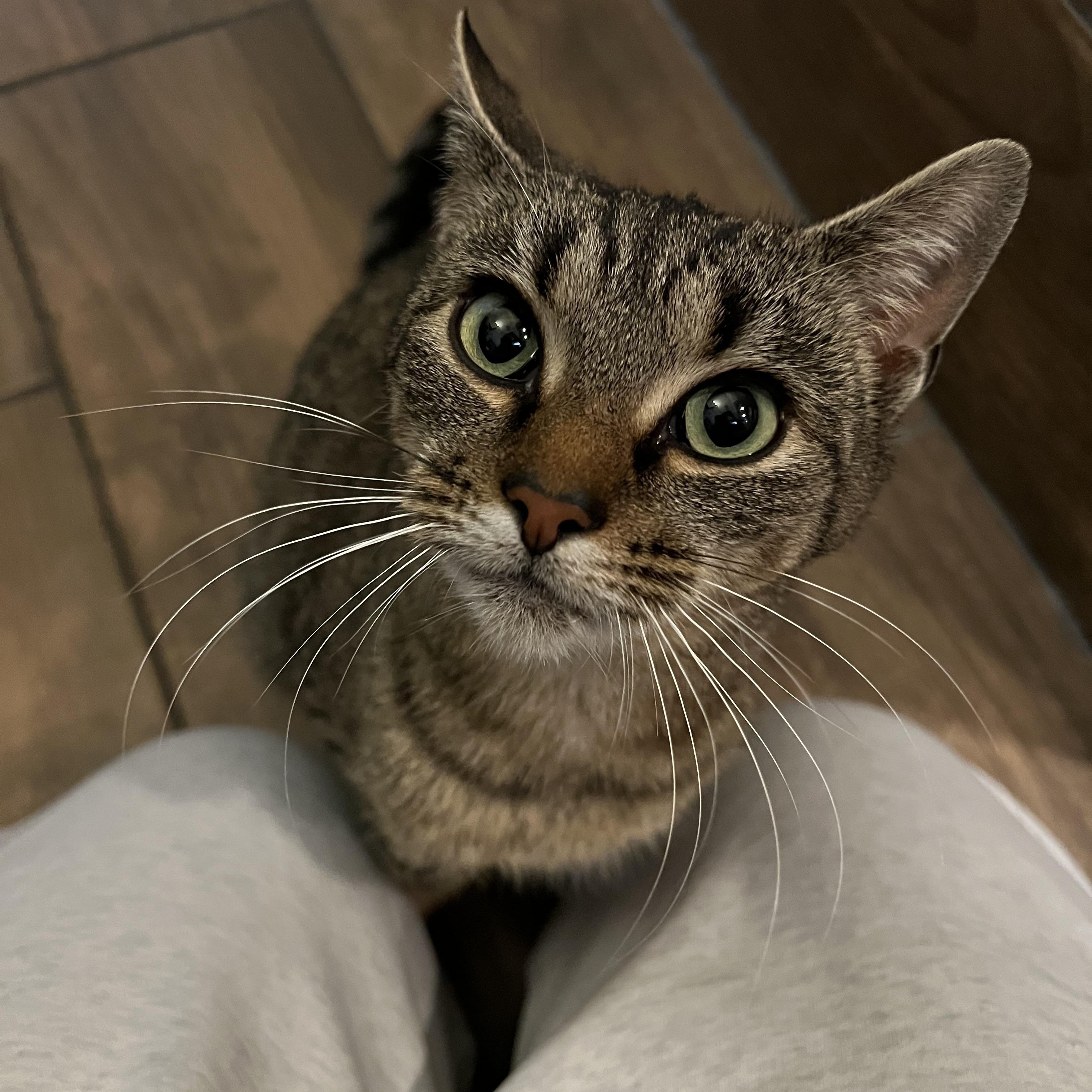 Enlarge Linda, an adoptable Domestic Short Hair in Rochester , NY image 4/6