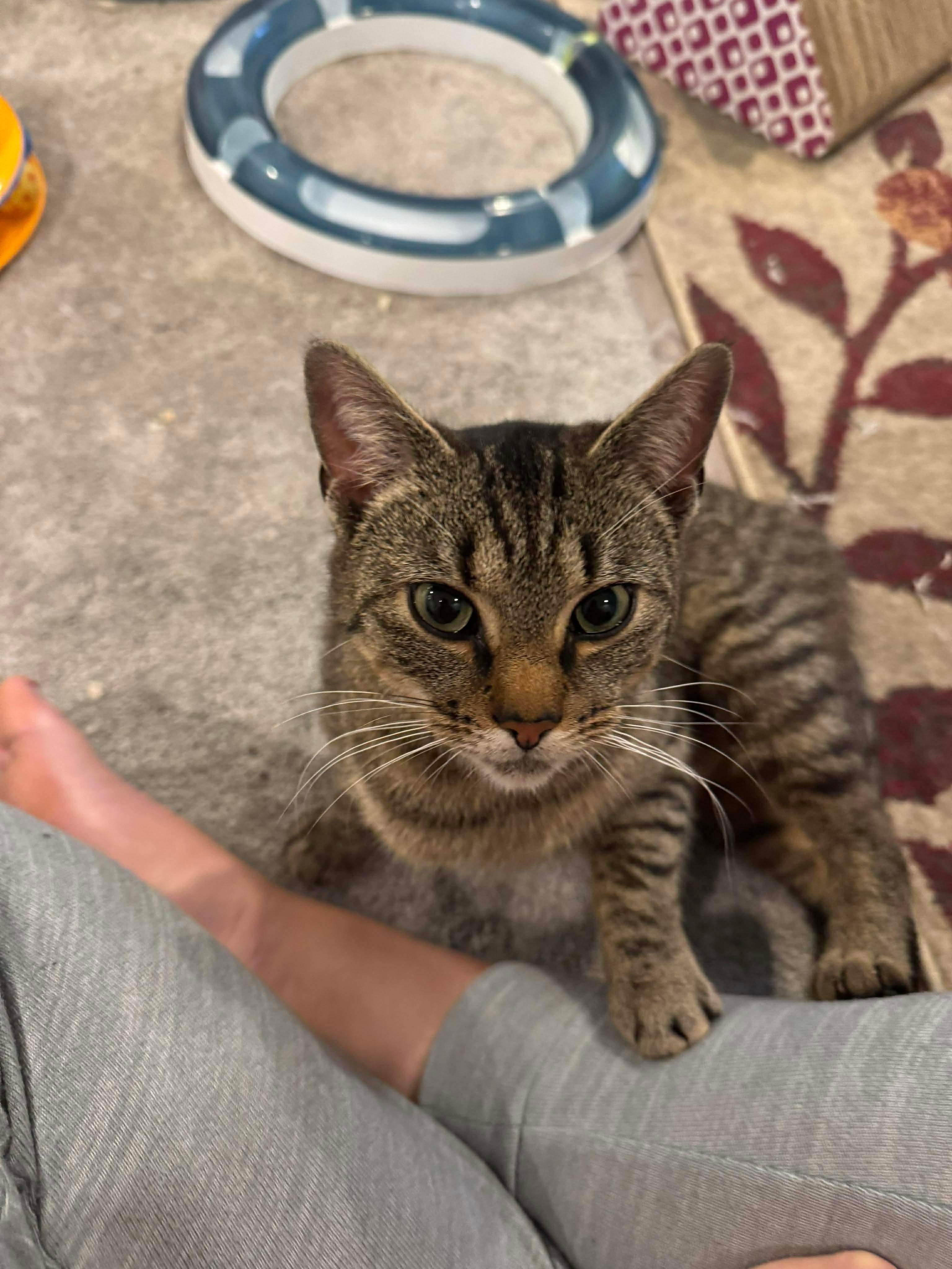 Enlarge Linda, a ADOPTABLE Domestic Short Hair in Rochester , NY image 4/6