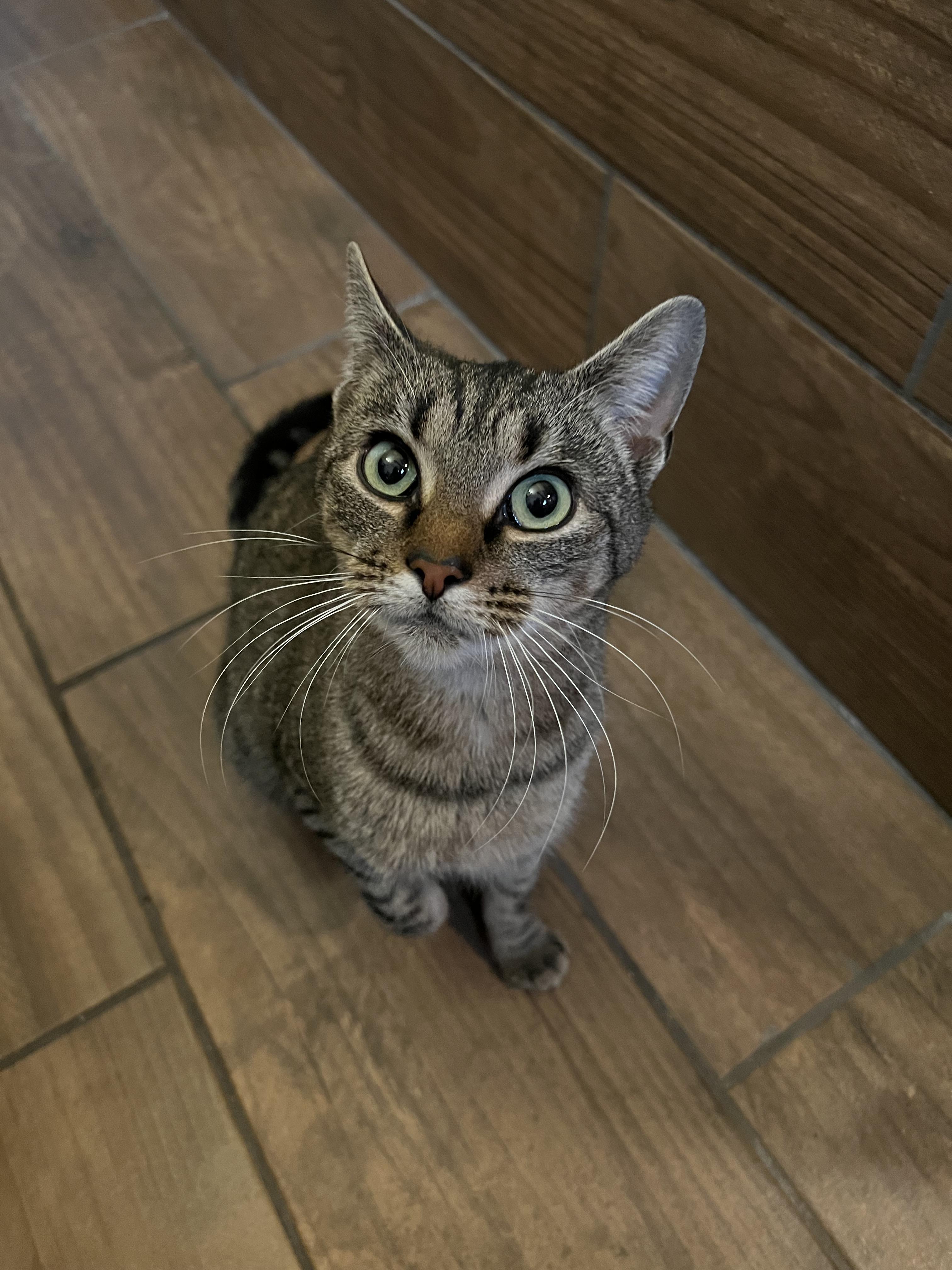 Enlarge Linda, a ADOPTABLE Domestic Short Hair in Rochester , NY image 2/6