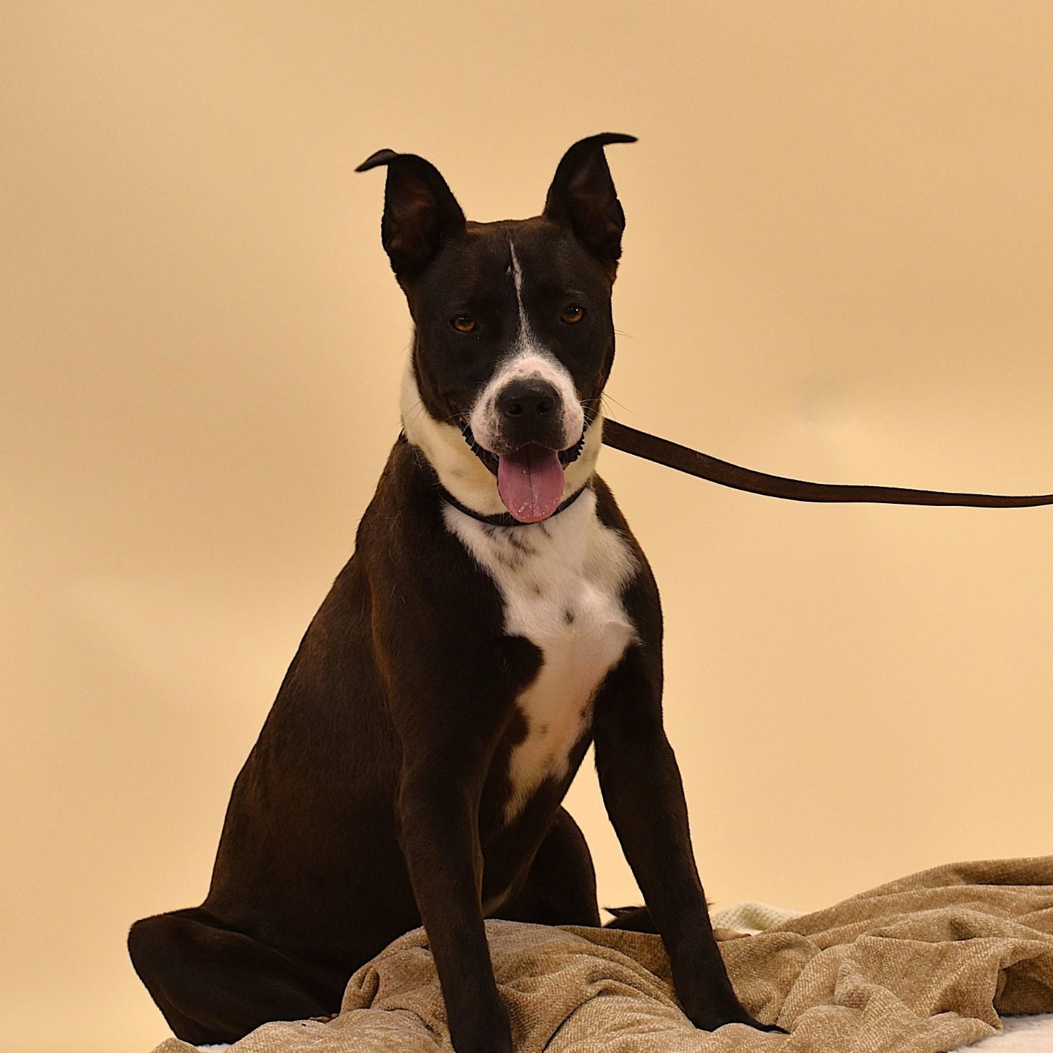 Ashton, a Adoptable mixed breed in Sandy Hook, CT image 1/5