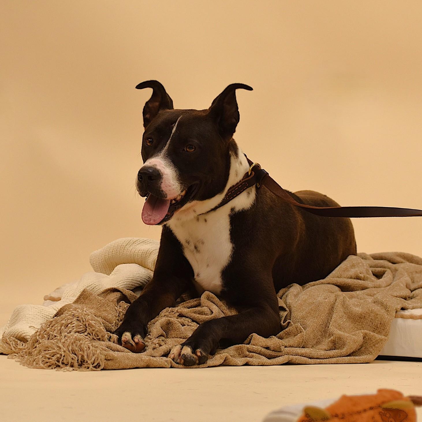Ashton, a Adoptable mixed breed in Sandy Hook, CT image 2/5