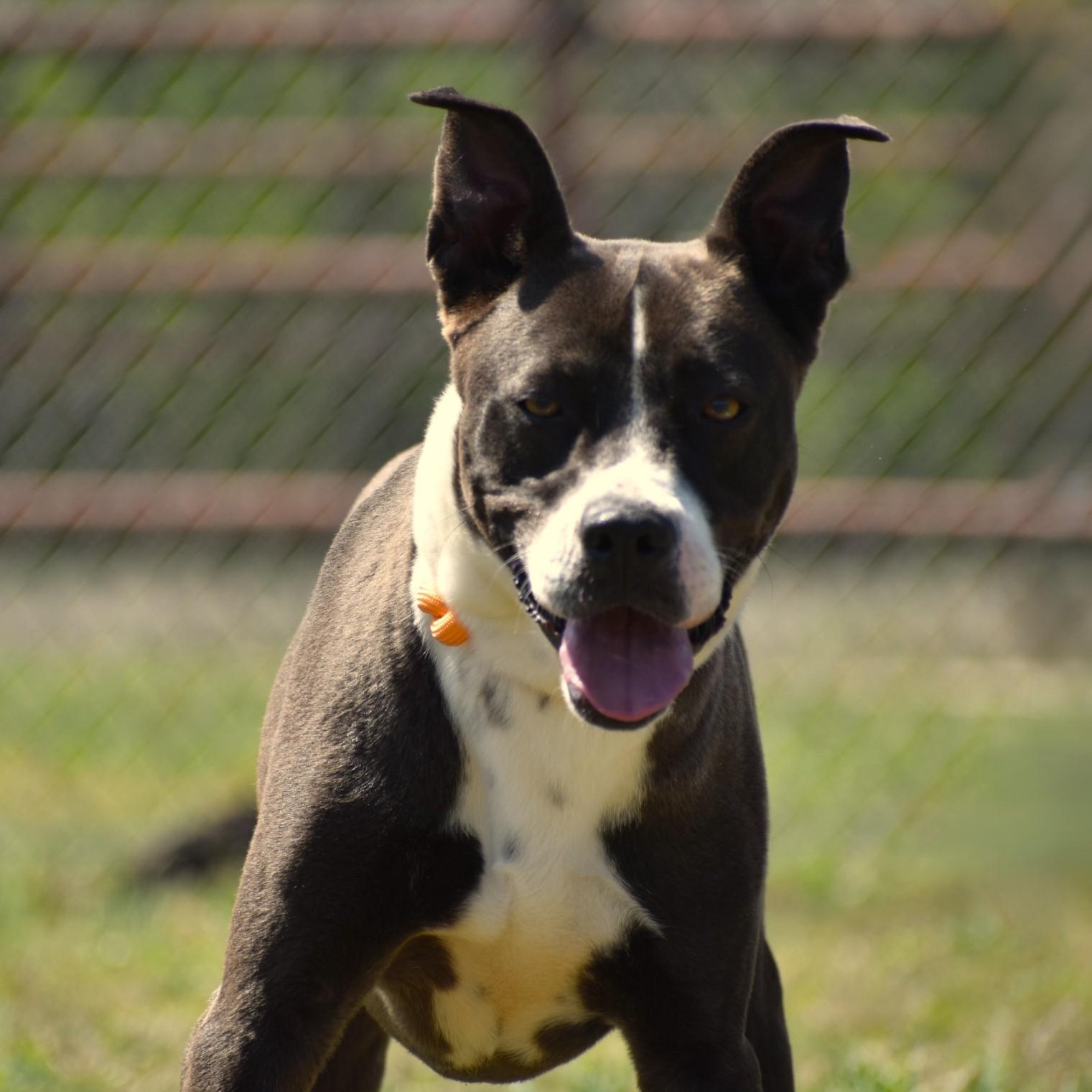 Ashton, an adoptable mixed breed in Sandy Hook, CT image 5/5