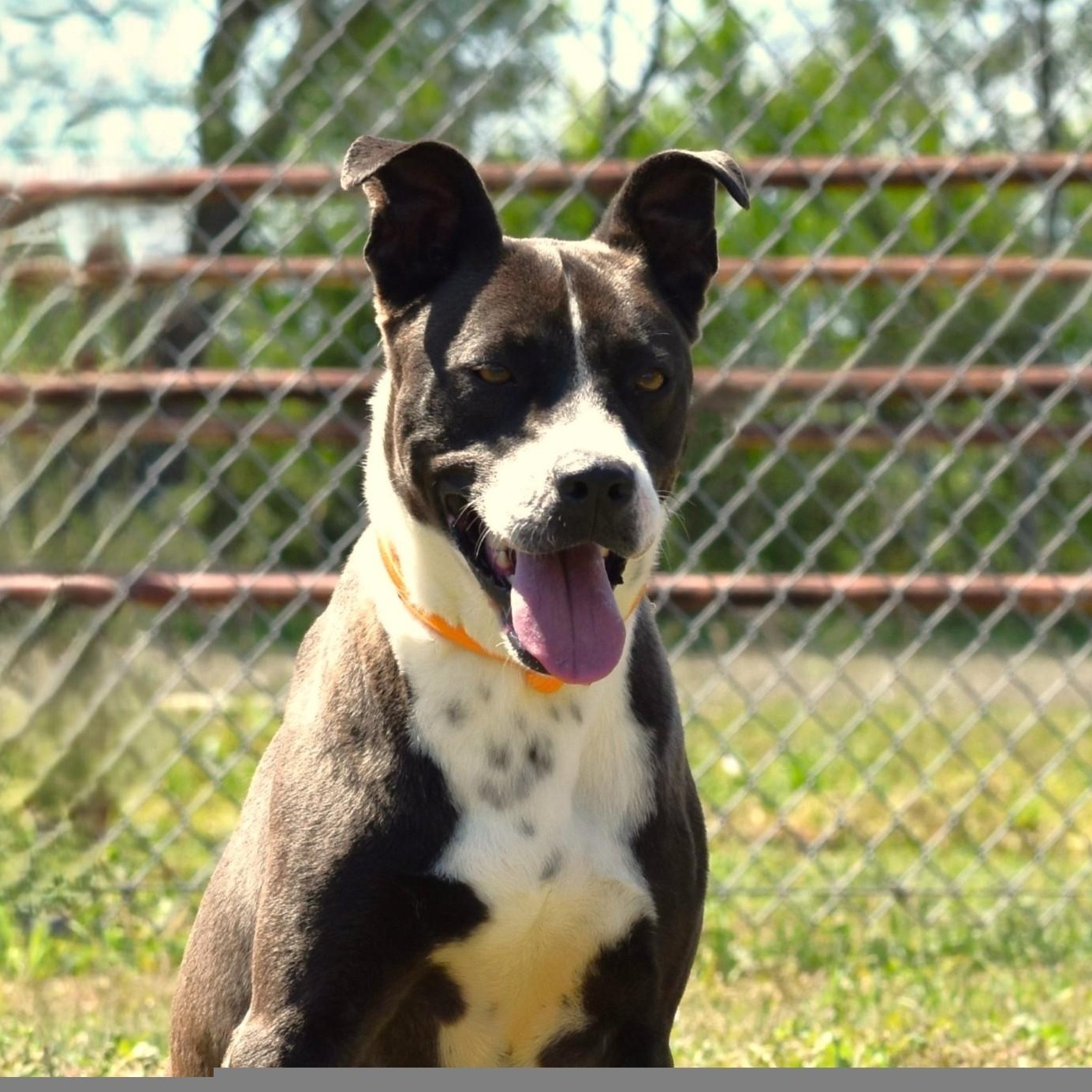 Ashton, an adoptable mixed breed in Sandy Hook, CT image 3/5