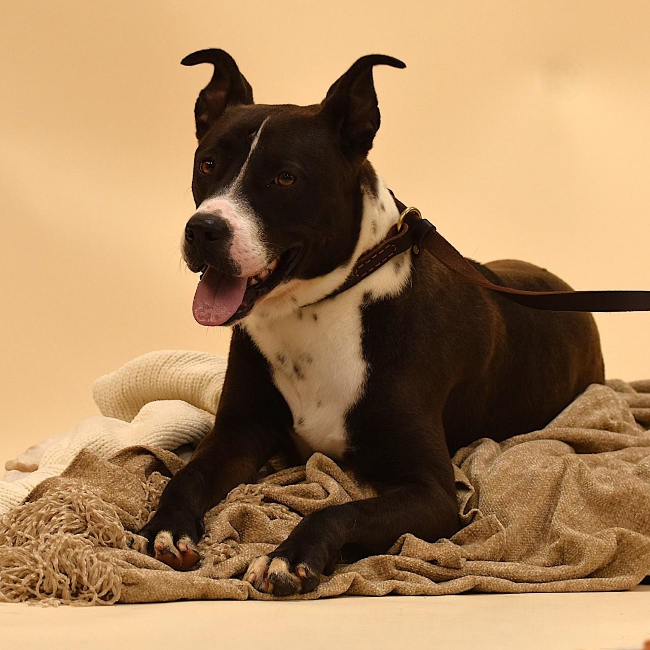 Ashton, a Adoptable mixed breed in Sandy Hook, CT image 3/5