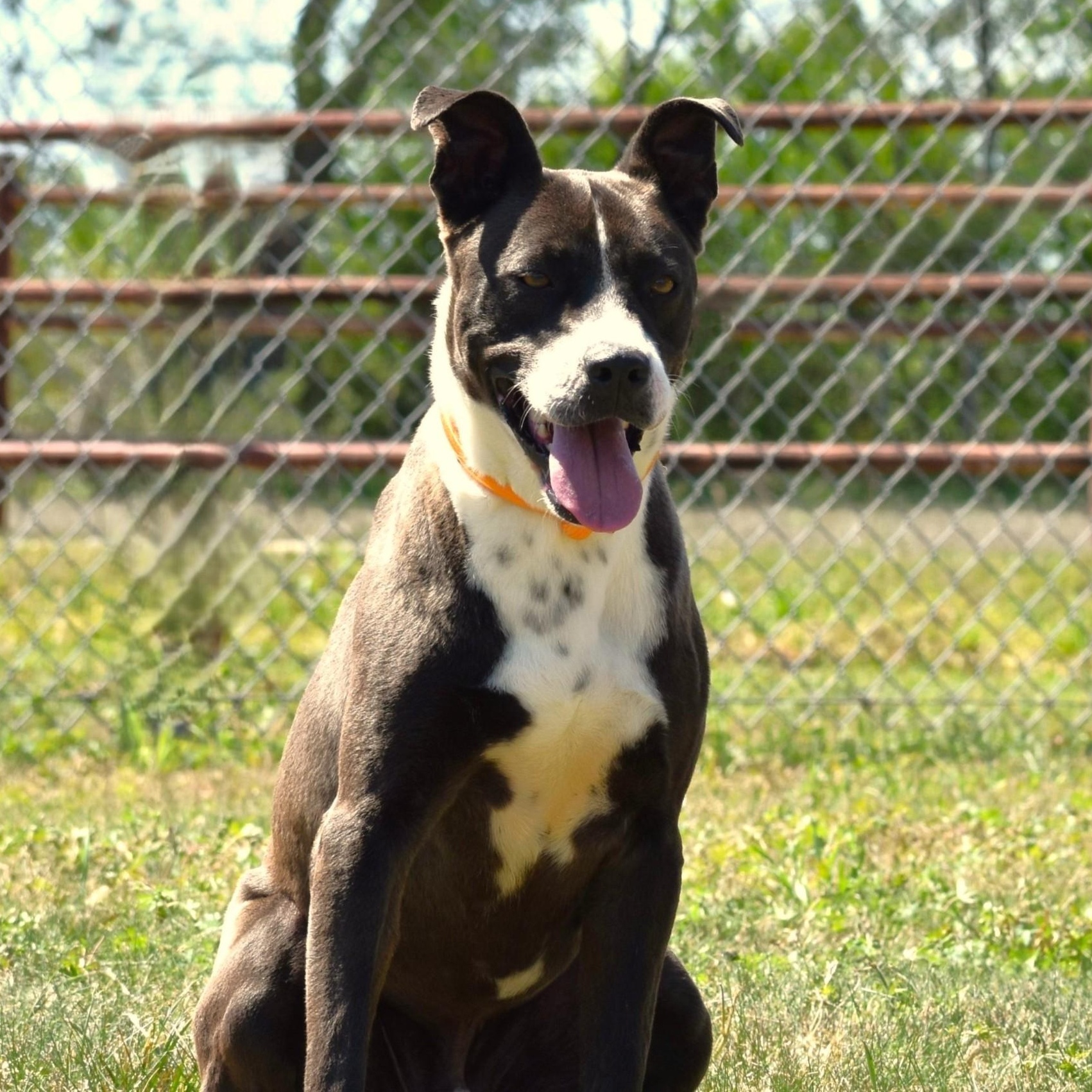 Ashton, an adoptable mixed breed in Sandy Hook, CT image 1/5
