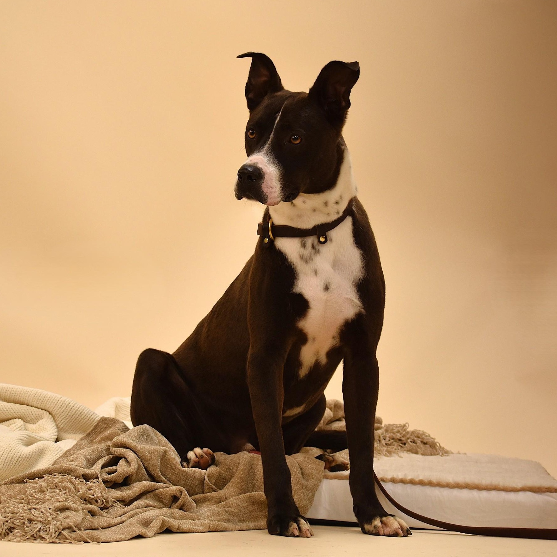 Ashton, a Adoptable mixed breed in Sandy Hook, CT image 5/5