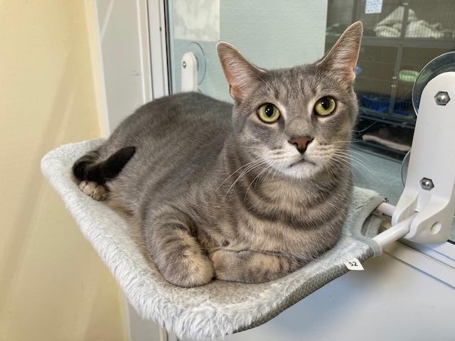 Getty, Adoptable, Young Male Domestic Short Hair & Tabby.