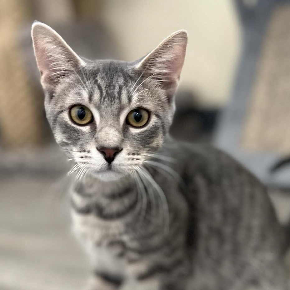 Getty, Young Male Domestic Short Hair