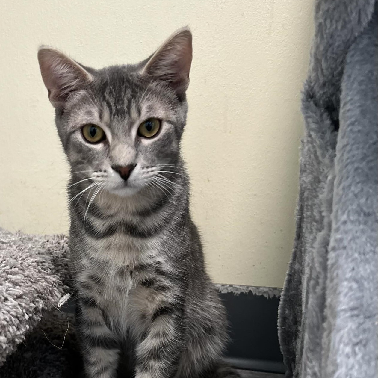 Getty, a Adoptable mixed breed in Kankakee, IL image 2/4