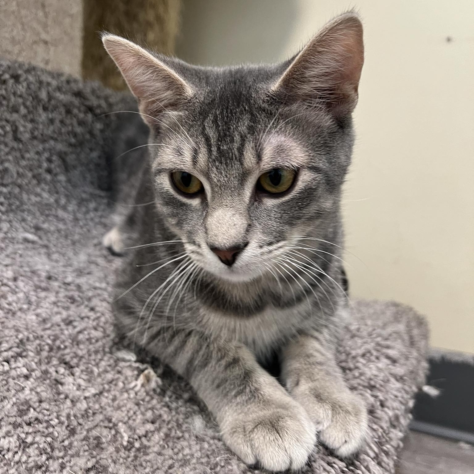 Getty, a Adoptable mixed breed in Kankakee, IL image 3/4