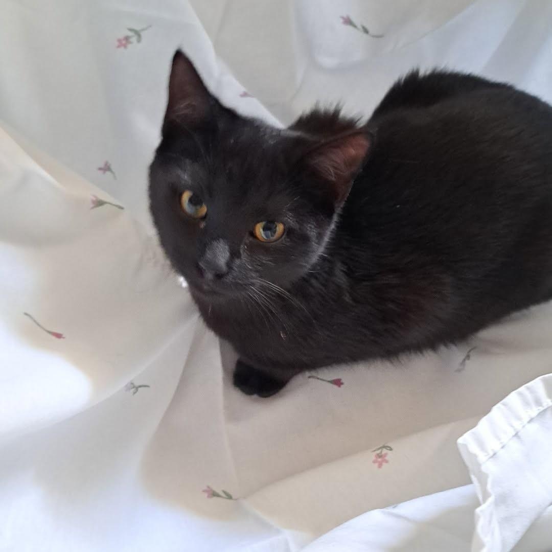 Zestial, an adoptable Domestic Short Hair in Allison Park, PA image 3/3
