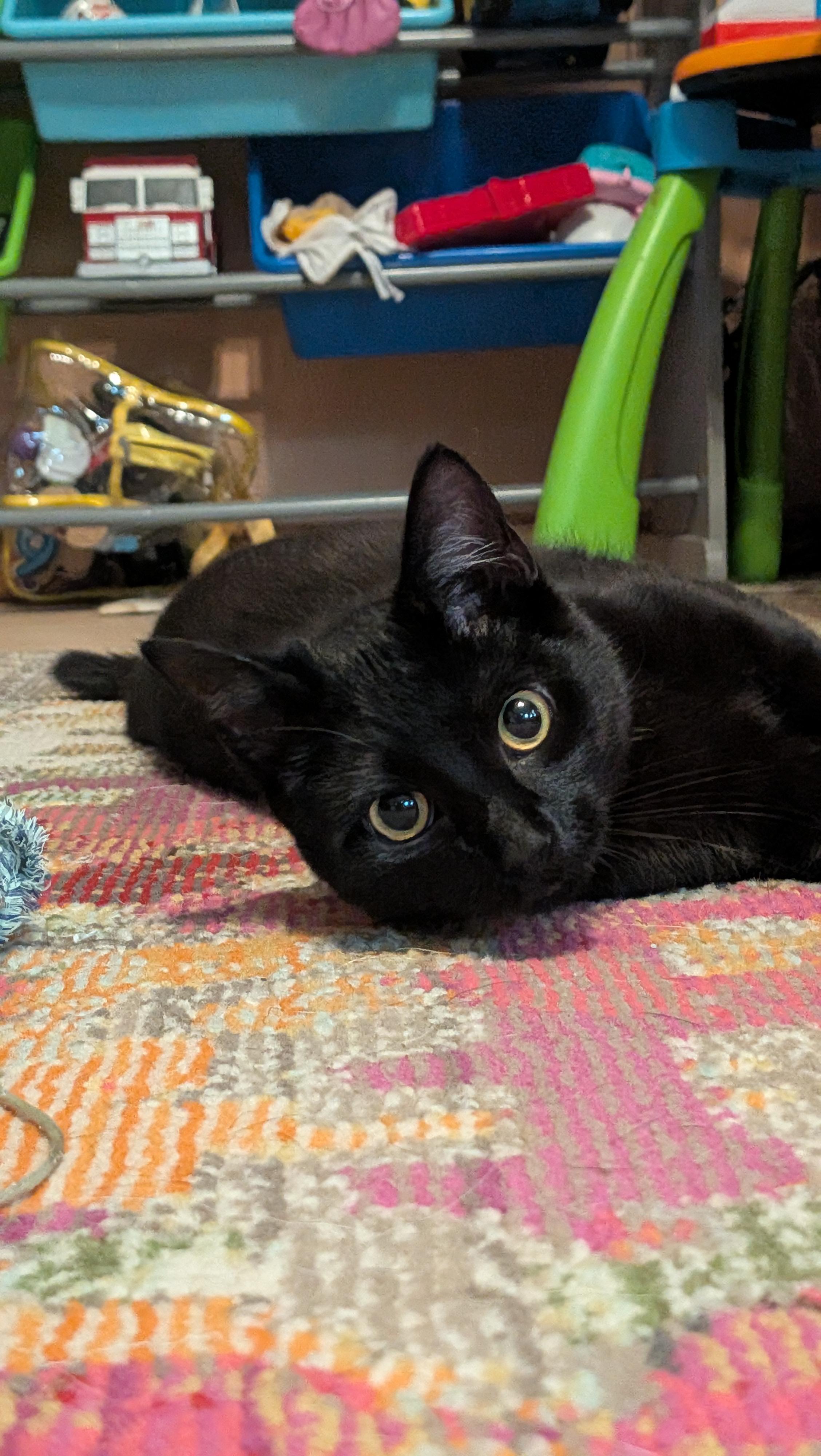 Zestial, adoptable, Young Male Domestic Short Hair.