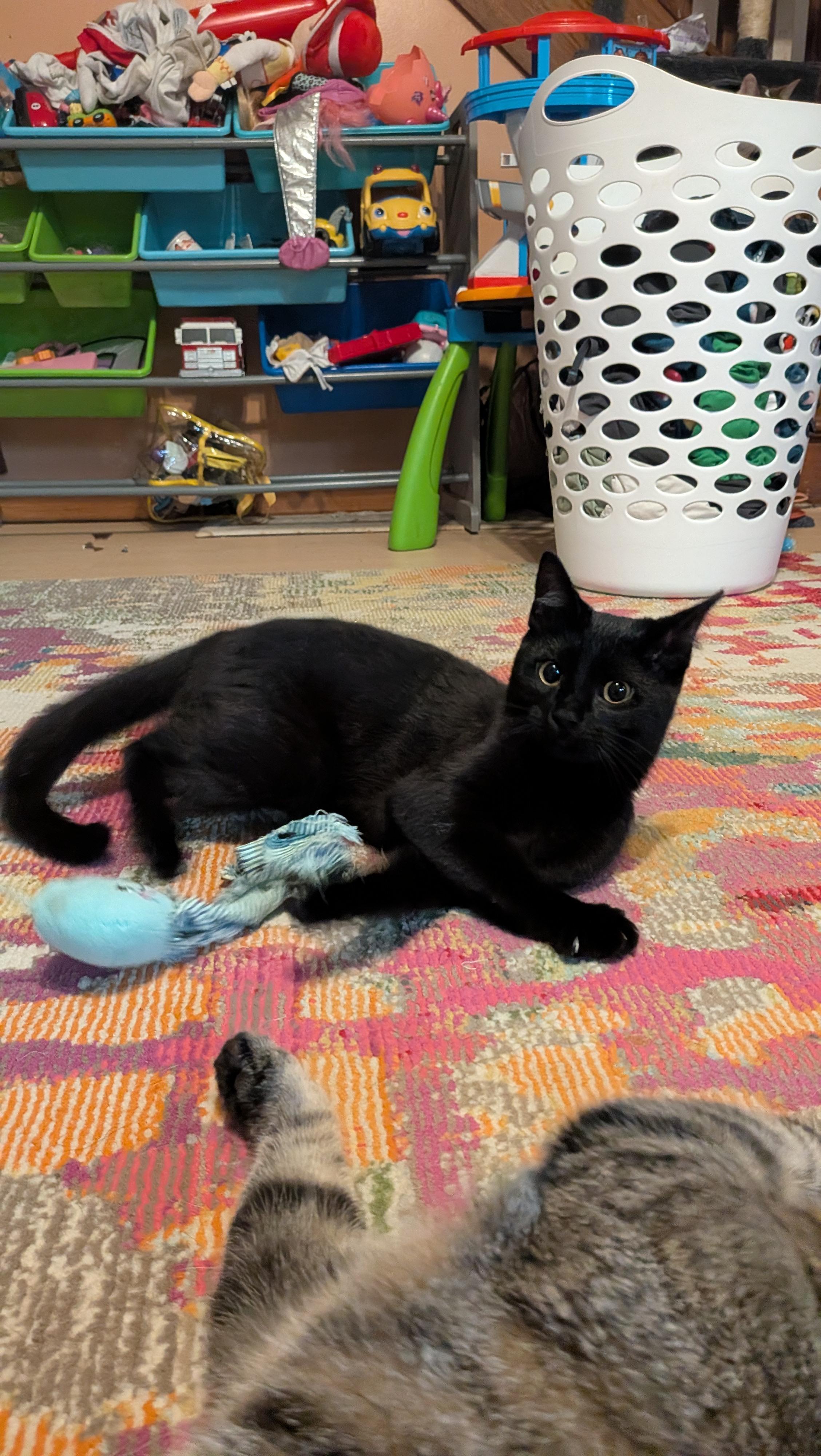 Zestial, an adoptable Domestic Short Hair in Allison Park, PA image 2/3