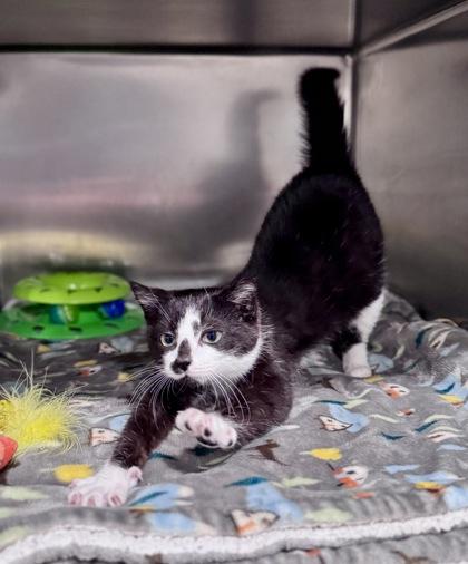 Enlarge Mufasa, a ADOPTABLE Domestic Short Hair in Bishop, GA image 2/2