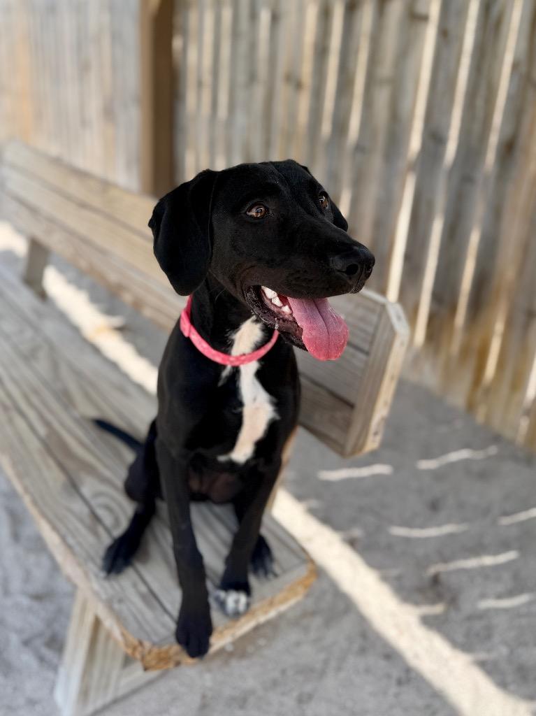 Enlarge Meadow, a Adoptable Labrador Retriever in Muskegon, MI image 1/2