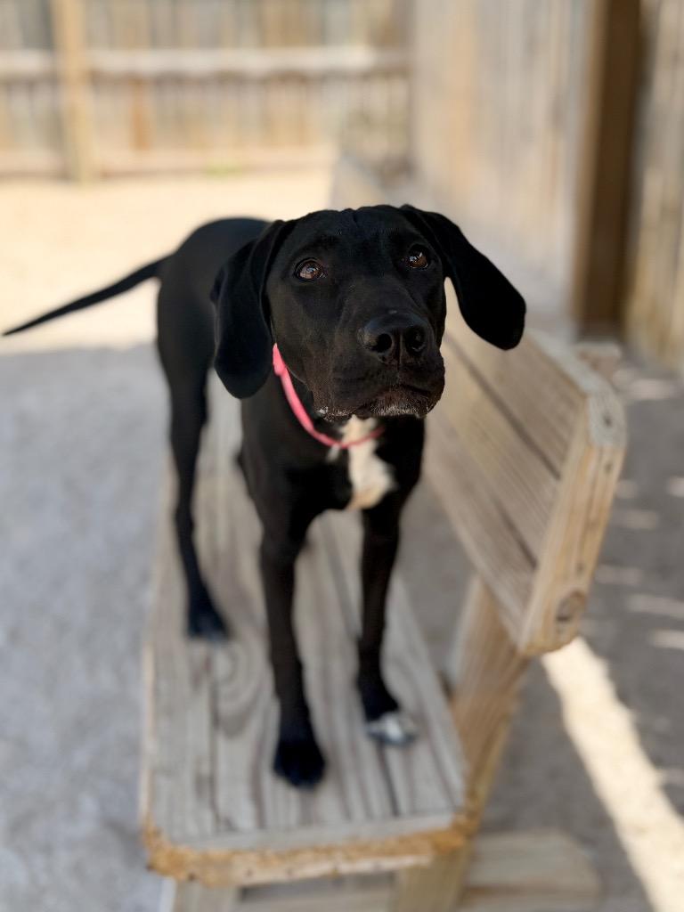 Enlarge Meadow, a Adoptable Labrador Retriever in Muskegon, MI image 2/2