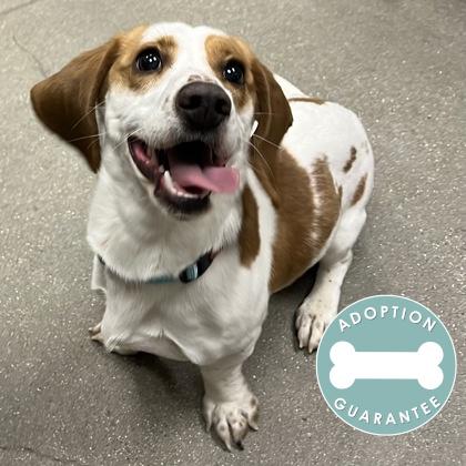 Oliver, adopted, Young Male Mixed Breed.