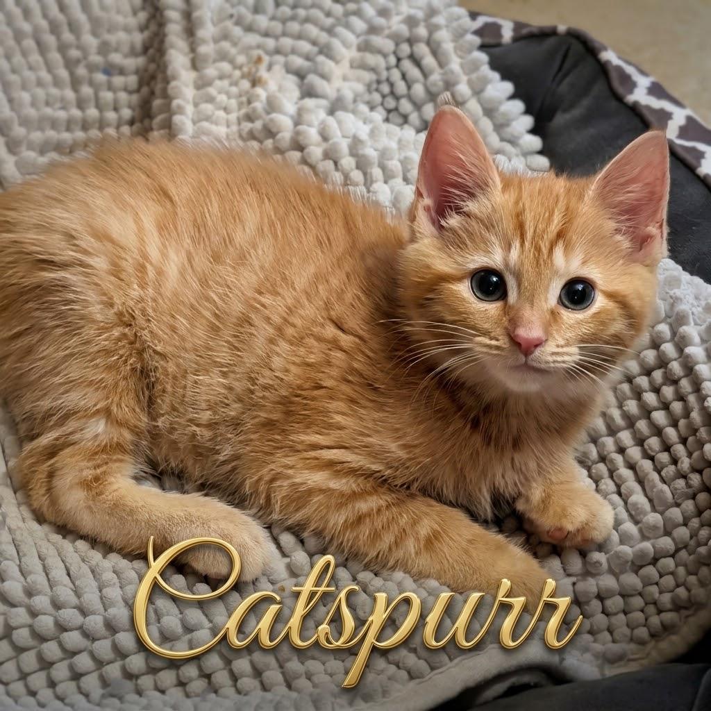 Catspur...Mr. Handsome, and he knows it, Adopted, Kitten Male Domestic Short Hair.