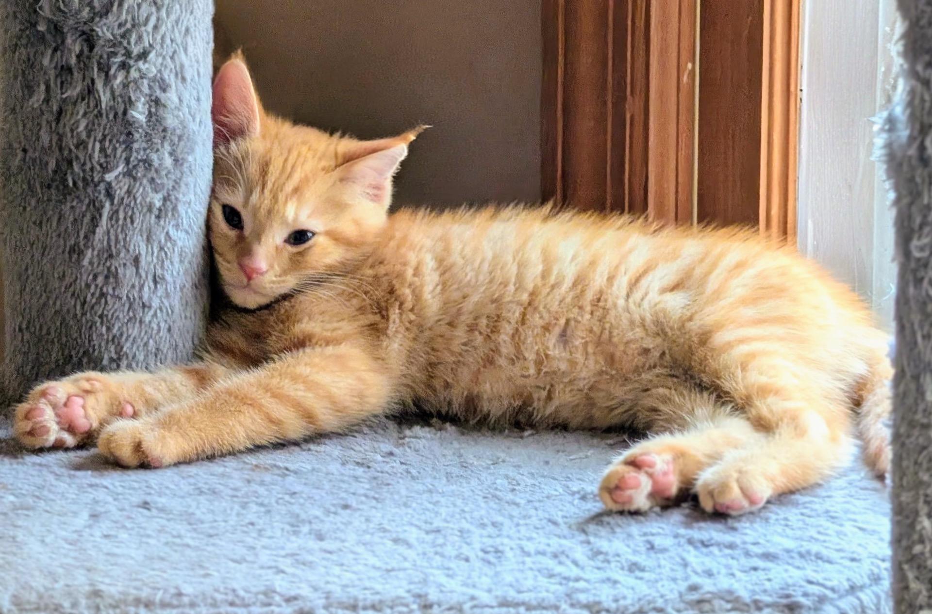 Enlarge Catspur...Mr. Handsome, and he knows it, a Adopted Domestic Short Hair in Murfreesboro, TN image 2/2