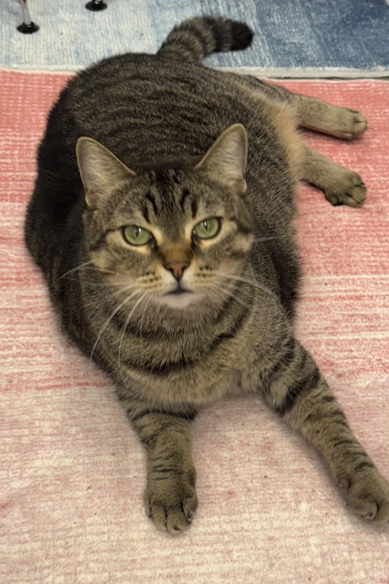 Mittens, a Adoptable Domestic Short Hair in Plant City, FL image 4/4