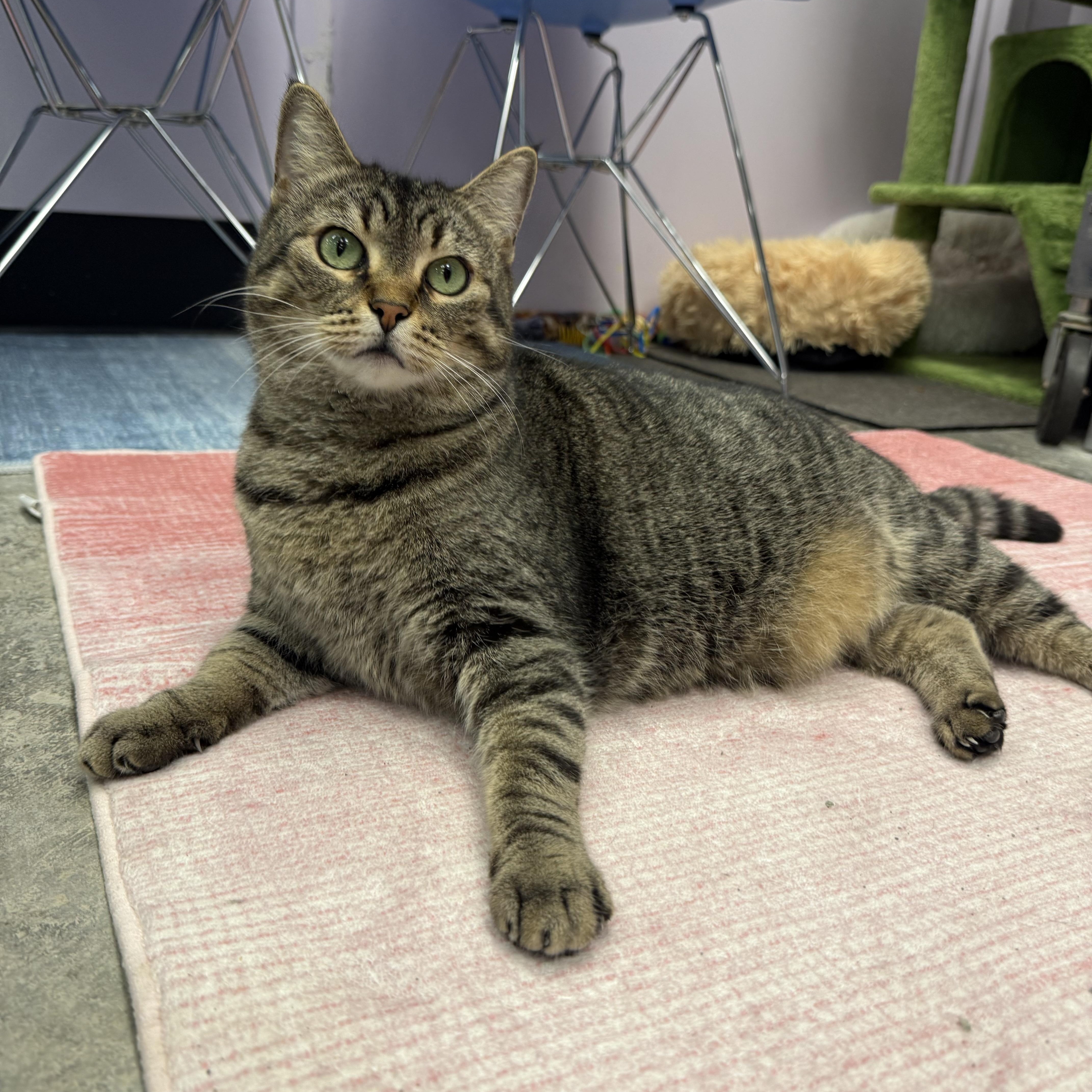 Mittens, a Adoptable Domestic Short Hair in Plant City, FL image 1/4