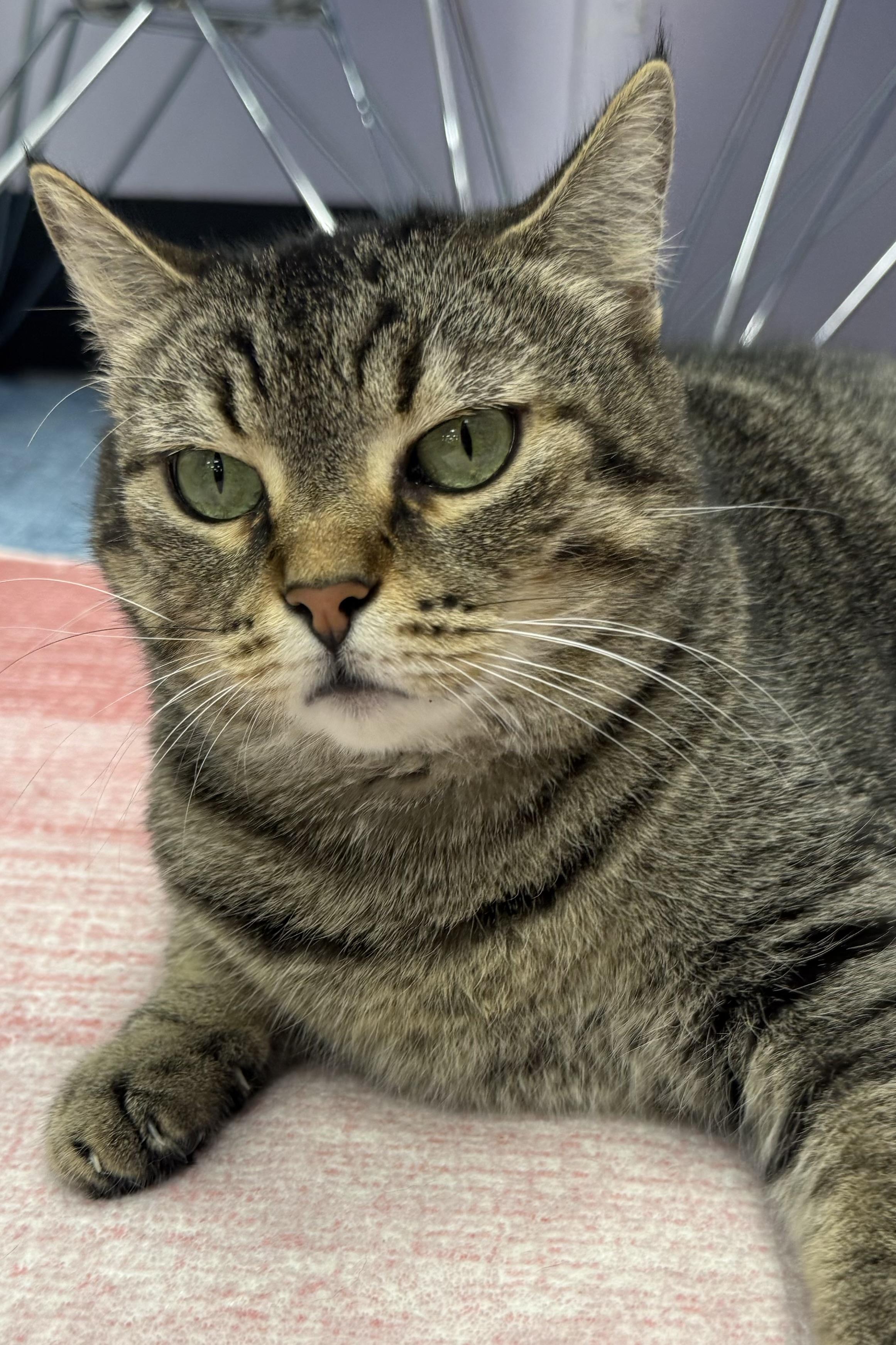 Mittens, a Adoptable Domestic Short Hair in Plant City, FL image 3/4