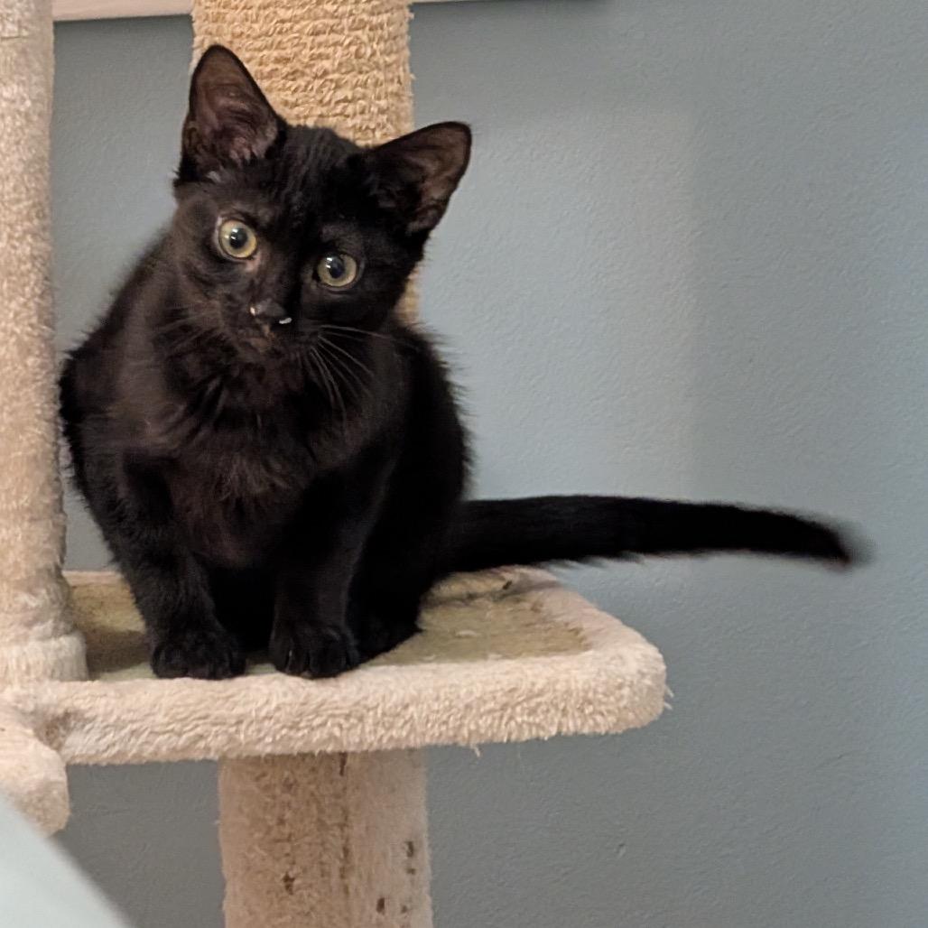 Pumpkin Roll, Adoptable, Kitten Female Domestic Short Hair.