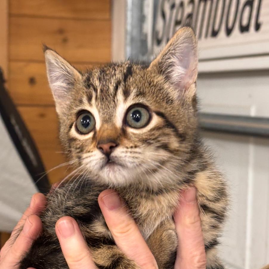 Enlarge Jeanette, a Adoptable Domestic Short Hair in Cathlamet, WA image 4/4