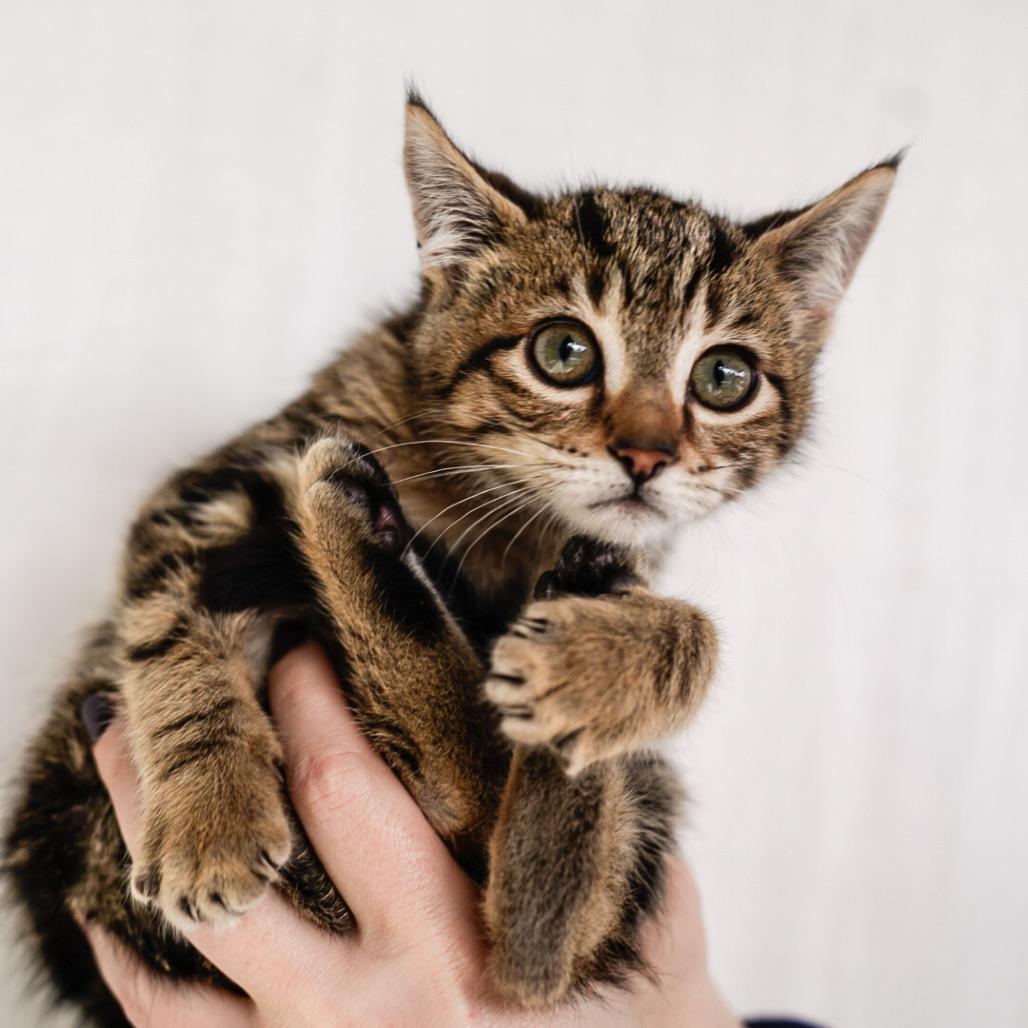 Enlarge Jeanette, a Adoptable Domestic Short Hair in Cathlamet, WA image 2/4