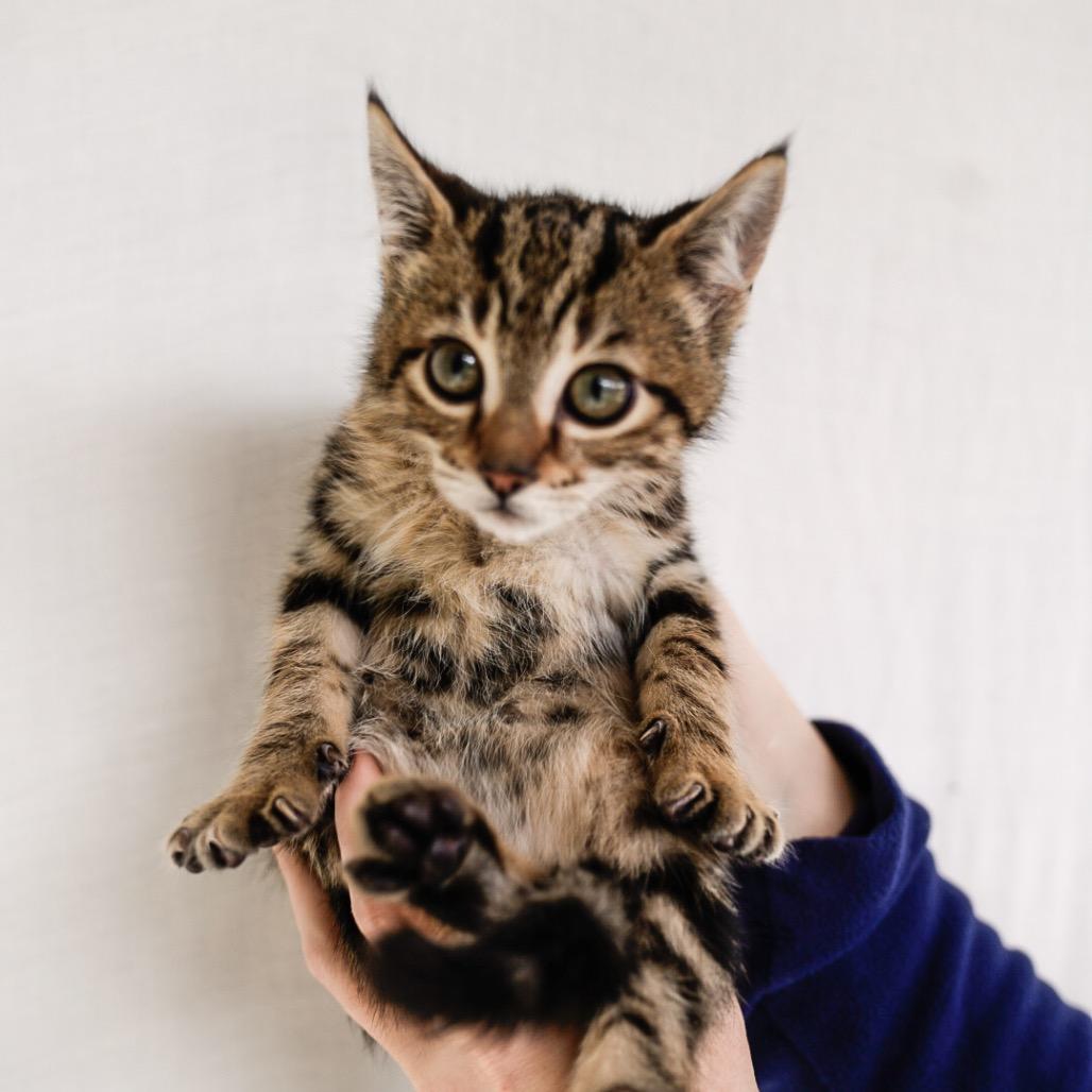 Enlarge Jeanette, a Adoptable Domestic Short Hair in Cathlamet, WA image 3/4