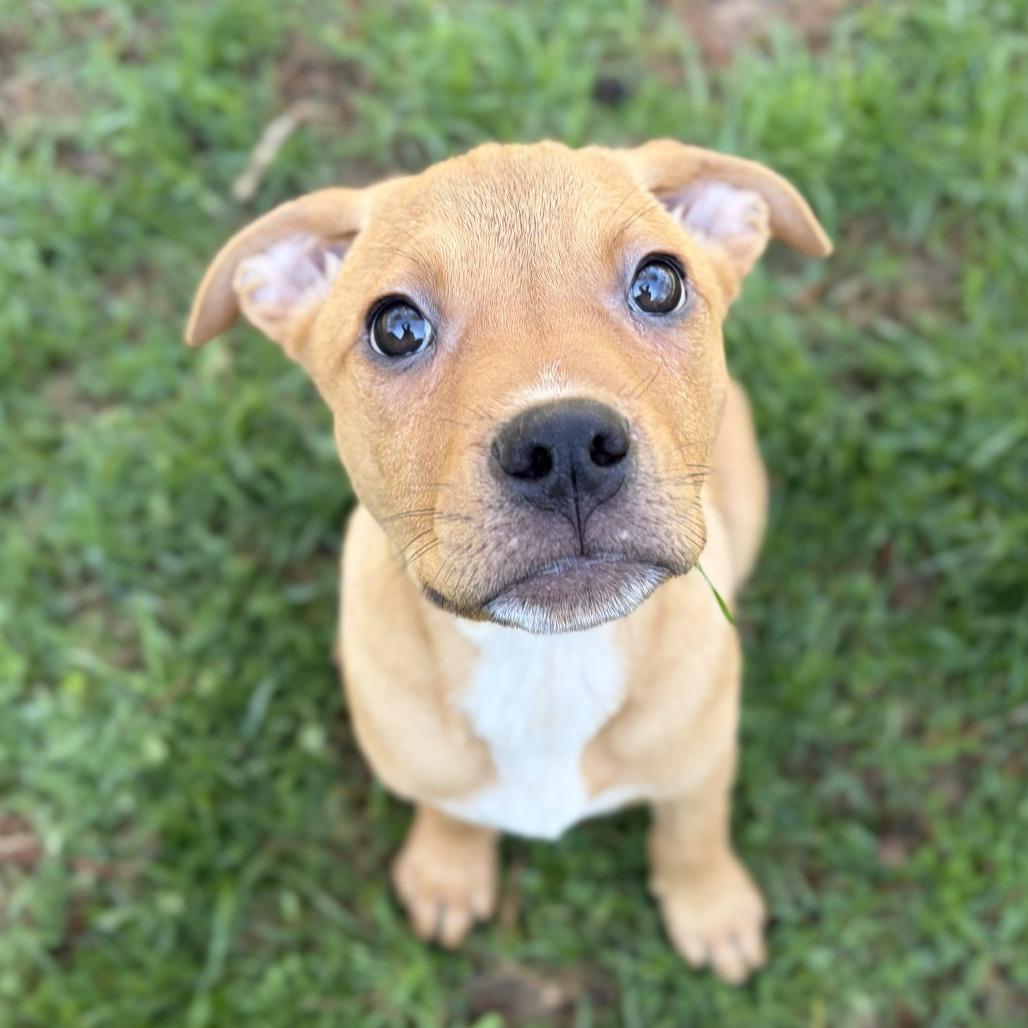 Chuck, Adoptable, Puppy Male Mixed Breed.