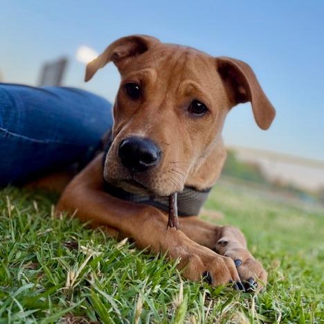 Chuck, Adoptable, Young Male Mixed Breed.